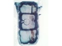 CARTER DE ACEITE SO FORD FIESTA 2003