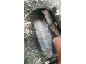 BRAZO LIMPIALUNETA FORD FIESTA 2013