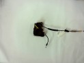 CERRADURA PUERTA TRASERA IZQUIERDA CITROEN C4 2022