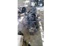 CONJUNTO PUENTE COMPLETO TRASERO  PEUGEOT 206 2000