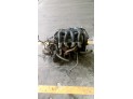 MOTOR CON ACCESORIOS Y CAJA DE CAMBIOS CITROEN C15 2003