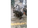 MOTOR CON ACCESORIOS Y CAJA DE CAMBIOS VOLVO S40 2002