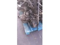 MOTOR CON ACCESORIOS Y CAJA DE CAMBIOS ALFA ROMEO 147 2002