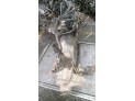 MOTOR CON ACCESORIOS Y CAJA DE CAMBIOS NISSAN PATROL 1997