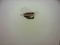 CERRADURA PUERTA DELANTERA DERECHA SEAT LEON 2005