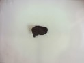 FARO ANTINIEBLA DELANTERO IZQUIERDO AUDI A3 2004