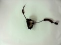 CERRADURA PUERTA DELANTERA IZQUIERDA RENAULT MÉGANE 2012