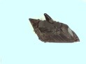 FARO DELANTERO IZQUIERDO FORD FOCUS 2006