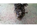 Motor HYUNDAI GETZ 2003