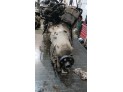 MOTOR CON ACCESORIOS SIN CAJA DE CAMBIOS MERCEDES CLK 230 KOMPRESSOR 1998