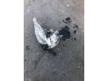 COMPRESOR AIRE ACONDICIONADO CITROEN JUMPER 2001
