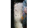 CENTRALITA AIRBAG FORD FOCUS C-MAX 2005