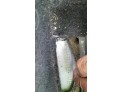 ELEVALUNAS TRASERO DERECHO FORD FOCUS 1999
