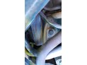 FARO ANTINIEBLA DELANTERO RENAULT MÉGANE 2004