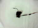 CERRADURA PUERTA TRASERA DERECHA CITROEN C4 2022